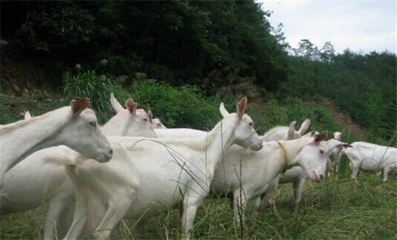 山羊飼養(yǎng)管理技術