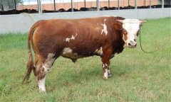 西門塔爾牛簡(jiǎn)介 西門塔爾牛如何購買與選擇