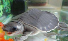 豬鼻龜價(jià)格大概是多少，豬鼻龜有哪些形態(tài)特征