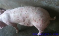 育肥豬身上發(fā)紅是怎么回事，如何治療？