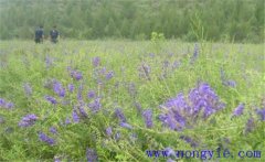 黃芩需要什么樣的生長條件，黃芩怎么播種？