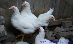 白來(lái)航雞是什么品種，雞舍如何消毒？