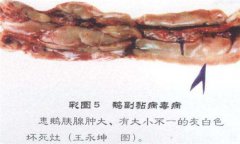 鵝副粘病毒癥狀及治療的方法，怎么治療