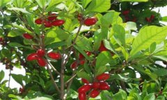 神秘果種植、繁殖與病蟲害防治技術(shù)