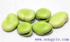 蠶豆的功效是什么？蠶豆的功效與作用
