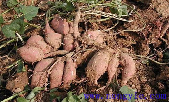 甘薯根的分類，各有什么特點