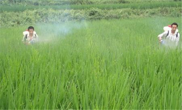 水稻噴施什么葉面肥