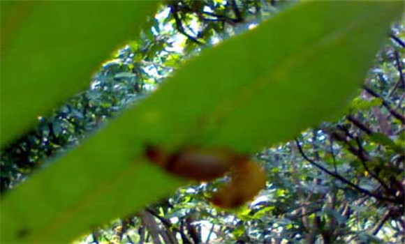 樹虱怎么防治才好？