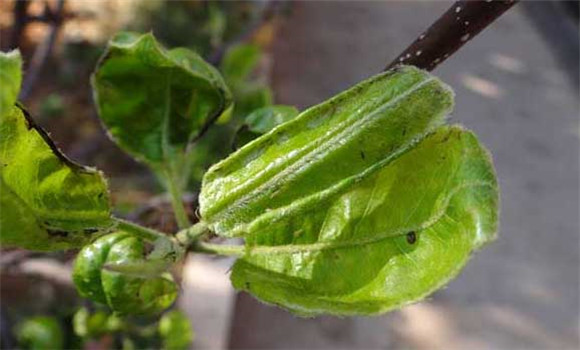 薊馬蟲(chóng)害的防治方法