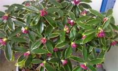 瑞香的繁殖方法有幾種，如何進(jìn)行？