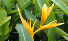 鶴望蘭的養(yǎng)殖方法和注意事項 鶴望蘭栽培管理