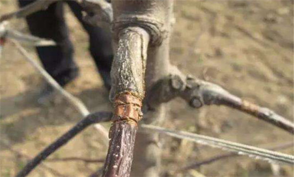 蘋果樹(shù)環(huán)剝最佳時(shí)間