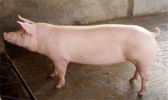 種公豬什么品種最好 種公豬的飼養(yǎng)管理技術要點