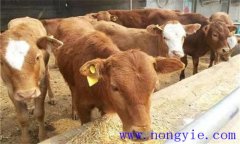 犢牛初乳期過后，如何做好補飼與斷乳？