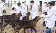 犢牛在出生時(shí)應(yīng)該注意什么？