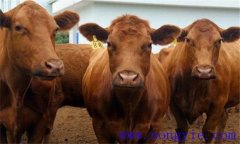 雜交改良牛有哪些，都有什么特點(diǎn)？