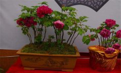 牡丹盆景的養(yǎng)護(hù)方式、管理與觀賞
