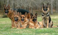 肉犬有哪些品種，肉犬養(yǎng)殖和管理有哪些要求