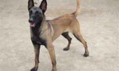 犬冠狀病毒癥狀，犬冠狀病毒怎么治療