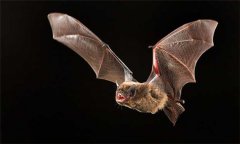蝙蝠吃什么食物，蝙蝠種類有哪些？