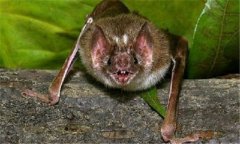 吸血蝙蝠一次吸多少血，吸血蝙蝠有什么危害？