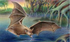 蝙蝠是什么類動物，蝙蝠是老鼠變的嗎？