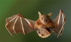 蝙蝠是哺乳動物嗎？蝙蝠是什么動物？