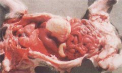 仔豬白痢癥狀及治療方法、用什么藥