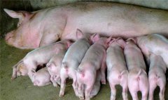 仔豬寄養(yǎng)原則、方法及注意事項(xiàng)