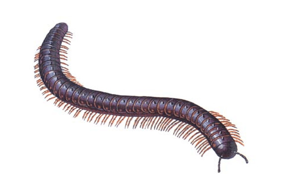 千足蟲(chóng)
