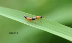 隱翅蟲怎么預防才好，被隱翅蟲咬了怎么辦？