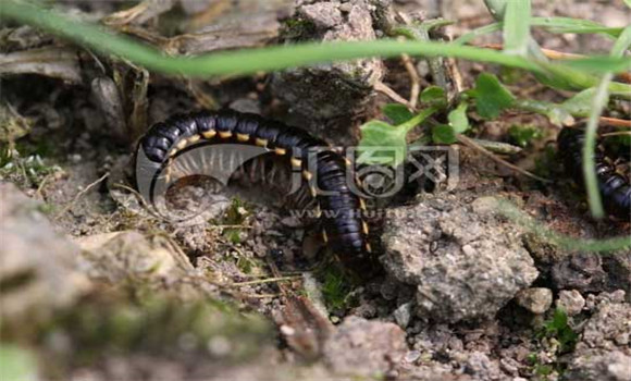 山蛩蟲(chóng)的形態(tài)特征