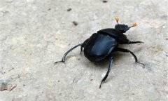 屎殼郎吃什么食物，屎殼郎是不是害蟲？