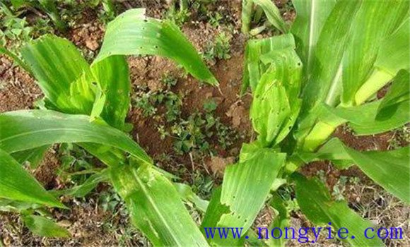 玉米鉆心蟲(chóng)的防治方法