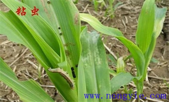 玉米粘蟲的癥狀識別