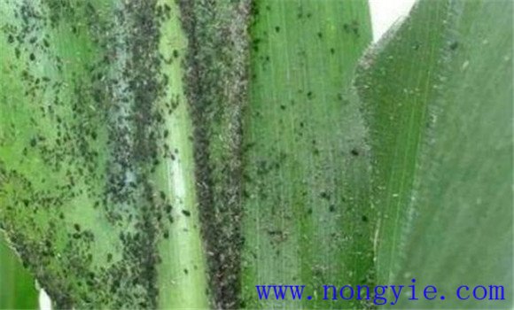 玉米蚜蟲的為害特點(diǎn)