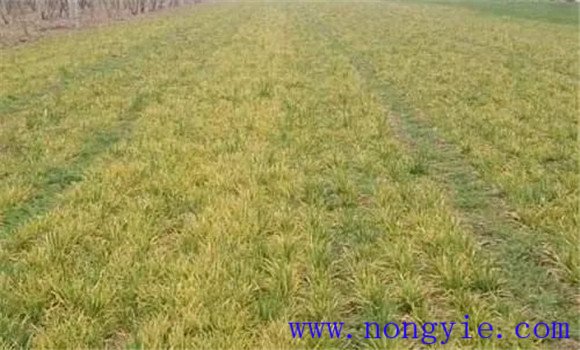 減輕小麥旱災(zāi)、凍害的影響