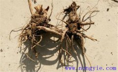 當(dāng)歸常見的病蟲害有哪些，怎么防治？