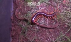 蜈蚣吃什么東西 蜈蚣的取食方式