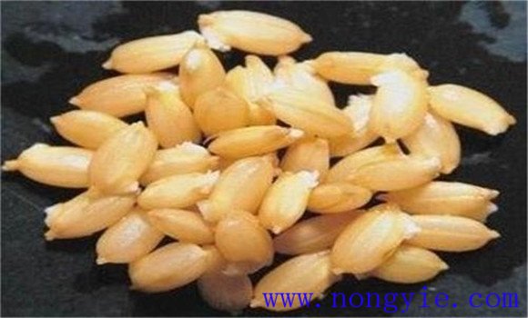 選良種、保純度