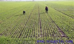 小麥返青期如何管理，如何看苗施肥？