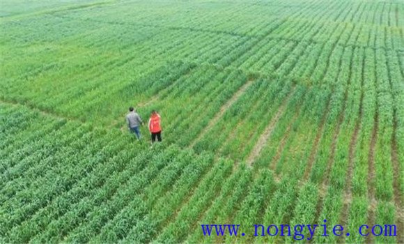 如何生產(chǎn)栽培無公害春小麥