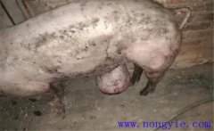 育肥豬拉黑稀是什么原因，如何預(yù)防與治療？