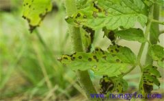 薄荷病蟲害有哪些？各種薄荷病蟲害的防治方法
