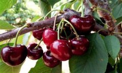 櫻桃種植方法、時間與技術(shù)要點