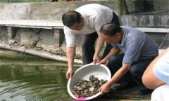 魚(yú)鱉混養(yǎng)技術(shù)要點(diǎn)，魚(yú)鱉混養(yǎng)怎么養(yǎng)好