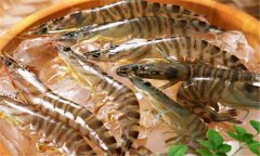 如何養(yǎng)殖沼蝦，沼蝦養(yǎng)殖技術(shù)須知