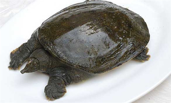 常見(jiàn)甲魚疾病有哪些，甲魚病病防治的方法