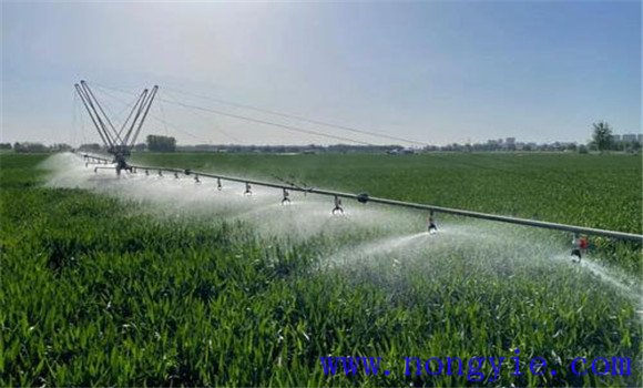 冬小麥中期管理技術