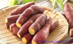 山芋是紅薯嗎？山芋育苗與種植技術(shù)要點